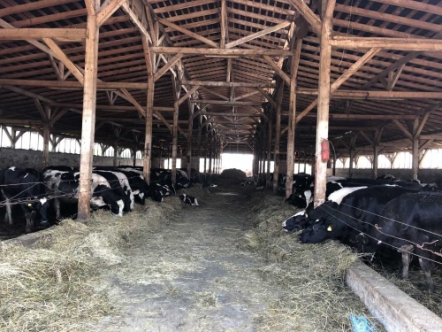 Ferma bovine - Satu Mare